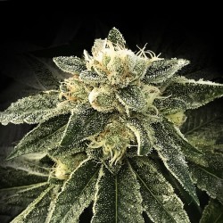 WHITE CHOCOLOPE · DNA...