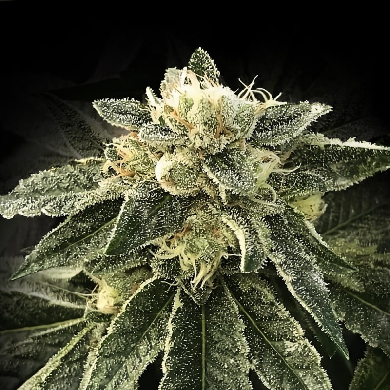 WHITE CHOCOLOPE · DNA Genetics · kenevir tohum · disi · Fem