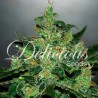 CRITICAL JACK HERER AUTO · Delicious · kenevir tohum · Disi · AutoFem