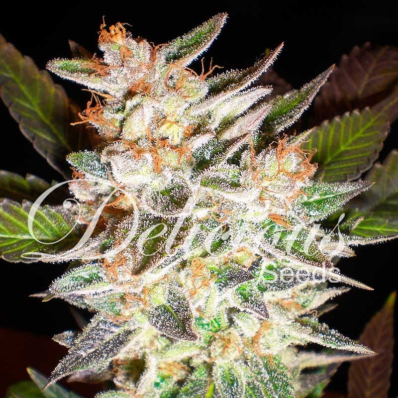 DELICIOUS CANDY AUTO · Delicious · cannabis seeds · AutoFem