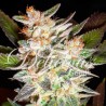 DELICIOUS CANDY AUTO · Delicious · kenevir tohum · Disi · AutoFem