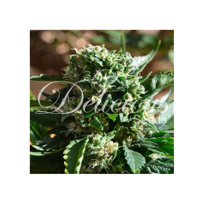 IL DIAVOLO AUTO · Delicious · cannabis seeds · AutoFem