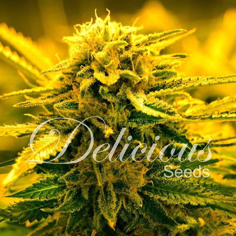 SUGAR BLACK ROSE AUTO · Delicious · kenevir tohum · Disi · AutoFem