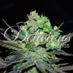 ELEVEN ROSES · Delicious ·...