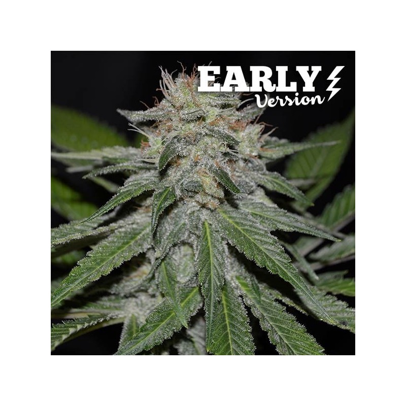 CRITICAL NEVILLE HAZE EARLY VERSION · Delicious · cannabis seeds · Fem