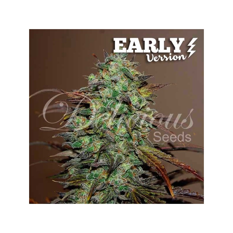 ELEVEN ROSES EARLY VERSION · Delicious · kenevir tohum · Disi · Fem