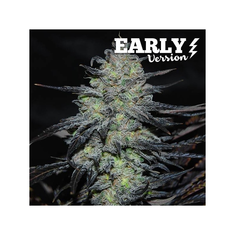 GOLOSA EARLY VERSION · Delicious · cannabis seeds · Fem
