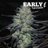 GOLOSA EARLY VERSION · Delicious · kenevir tohum · Disi · Fem