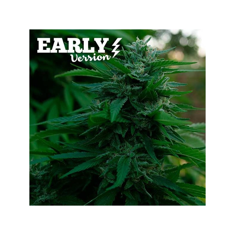 LORD KUSH EARLY VERSION · Delicious · kenevir tohum · Disi · Fem