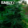 LORD KUSH EARLY VERSION · Delicious · kenevir tohum · Disi · Fem