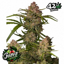 GUAVA AUTO · FastBuds Seeds · kenevir tohum · Disi · AutoFem