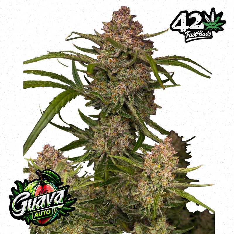 GUAVA AUTO · FastBuds Seeds · kenevir tohum · Disi · AutoFem