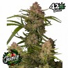 GUAVA AUTO · FastBuds Seeds · kenevir tohum · Disi · AutoFem