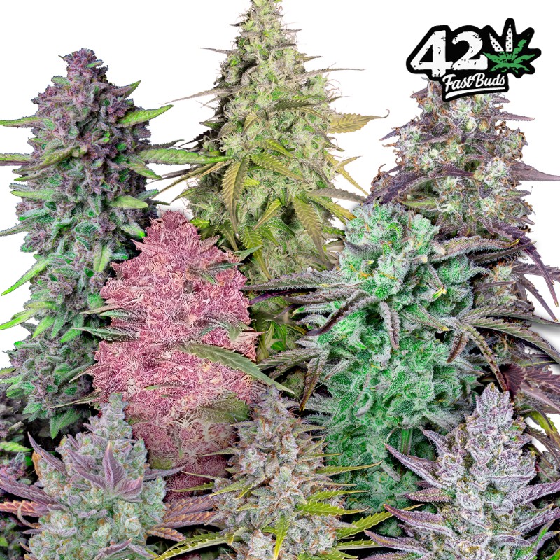 MIX PACK AUTO · FastBuds Seeds · kenevir tohum · Disi · AutoFem
