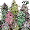 MIX PACK AUTO · FastBuds Seeds · kenevir tohum · Disi · AutoFem
