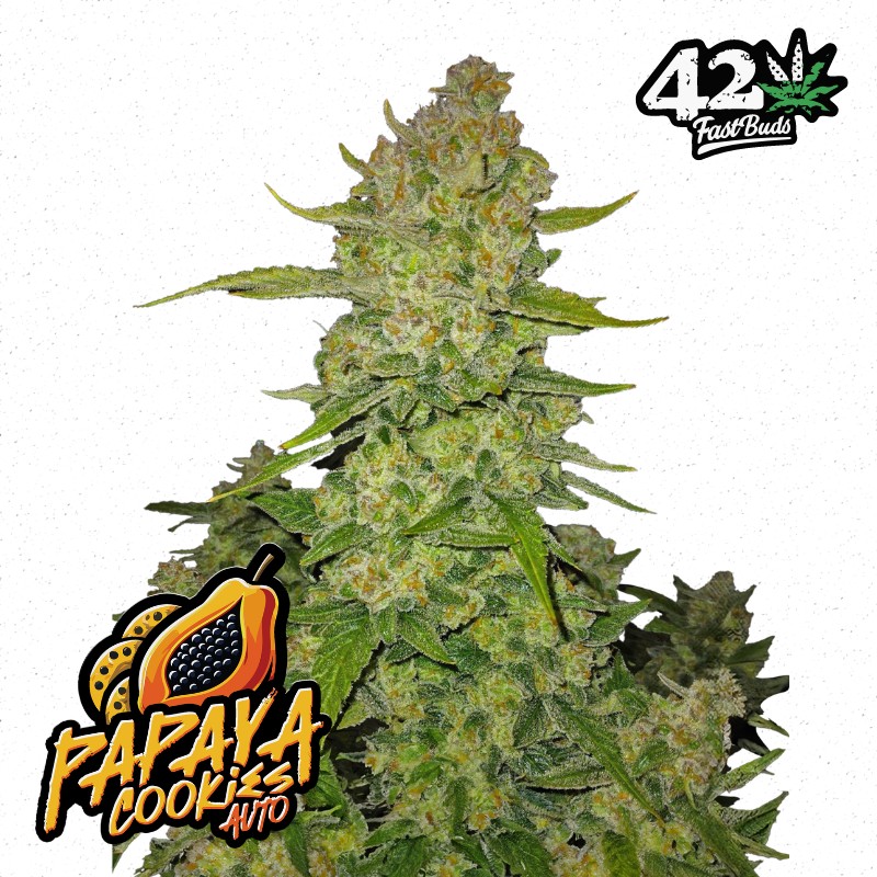 PAPAYA COOKIES AUTO · FastBuds Seeds · cannabis seeds · AutoFem