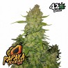 PAPAYA COOKIES AUTO · FastBuds Seeds · kenevir tohum · Disi · AutoFem