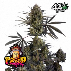 POUND CAKE AUTO · FastBuds Seeds · kenevir tohum · Disi · AutoFem
