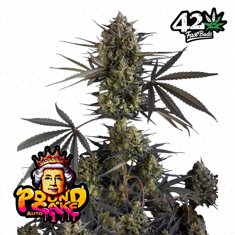 POUND CAKE AUTO · FastBuds Seeds · kenevir tohum · Disi · AutoFem