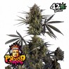 POUND CAKE AUTO · FastBuds Seeds · kenevir tohum · Disi · AutoFem