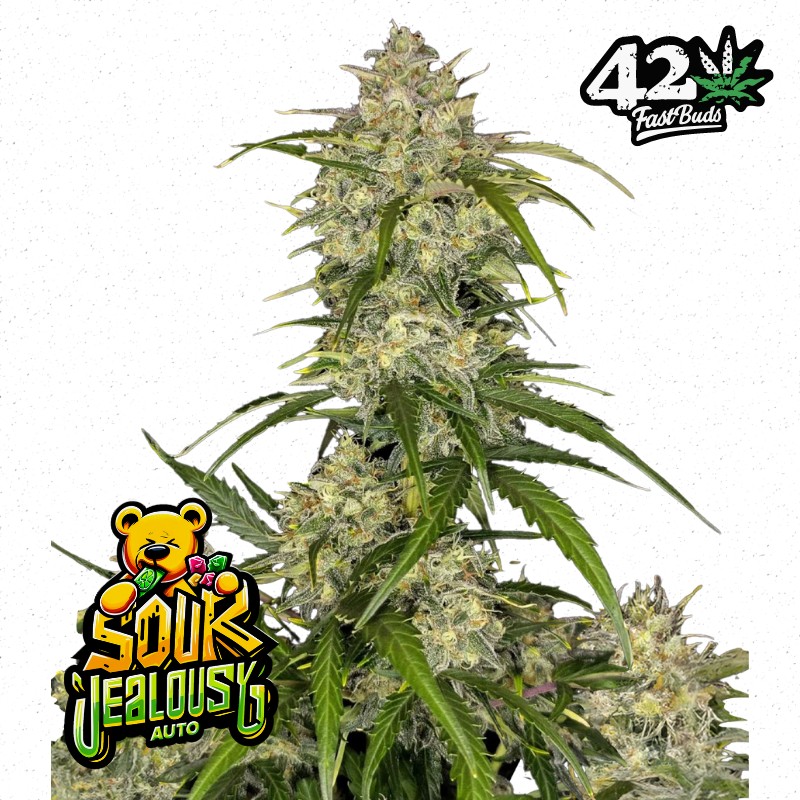SOUR JEALOUSY AUTO · FastBuds Seeds · cannabis seeds · AutoFem