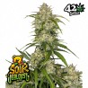SOUR JEALOUSY AUTO · FastBuds Seeds · cannabis seeds · AutoFem