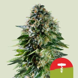 CORKSCREW AUTO TYSON · Royal Queen Seeds · cannabis seeds · AutoFem