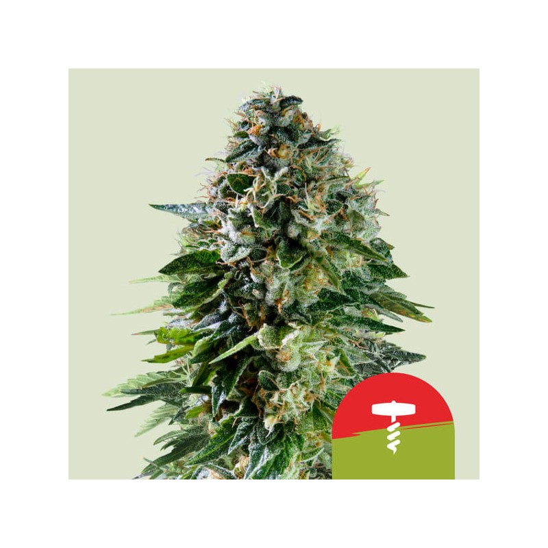 CORKSCREW AUTO TYSON ·  Royal Queen Seeds · kenevir tohum · Disi · AutoFem