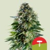 CORKSCREW AUTO TYSON · Royal Queen Seeds · cannabis seeds · AutoFem