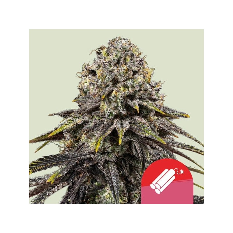 DYNAMITE DIESEL · Royal Queen Seeds · cannabis seeds · Fem