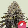 DYNAMITE DIESEL · Royal Queen Seeds · kenevir tohum · Disi · Fem