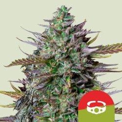 GOATLATO AUTO TYSON · Royal Queen Seeds · cannabis seeds · AutoFem