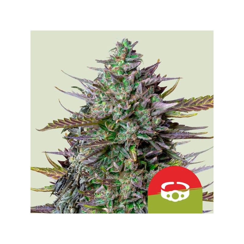 GOATLATO AUTO TYSON · Royal Queen Seeds · cannabis seeds · AutoFem