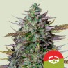 GOATLATO AUTO TYSON · Royal Queen Seeds · cannabis seeds · AutoFem