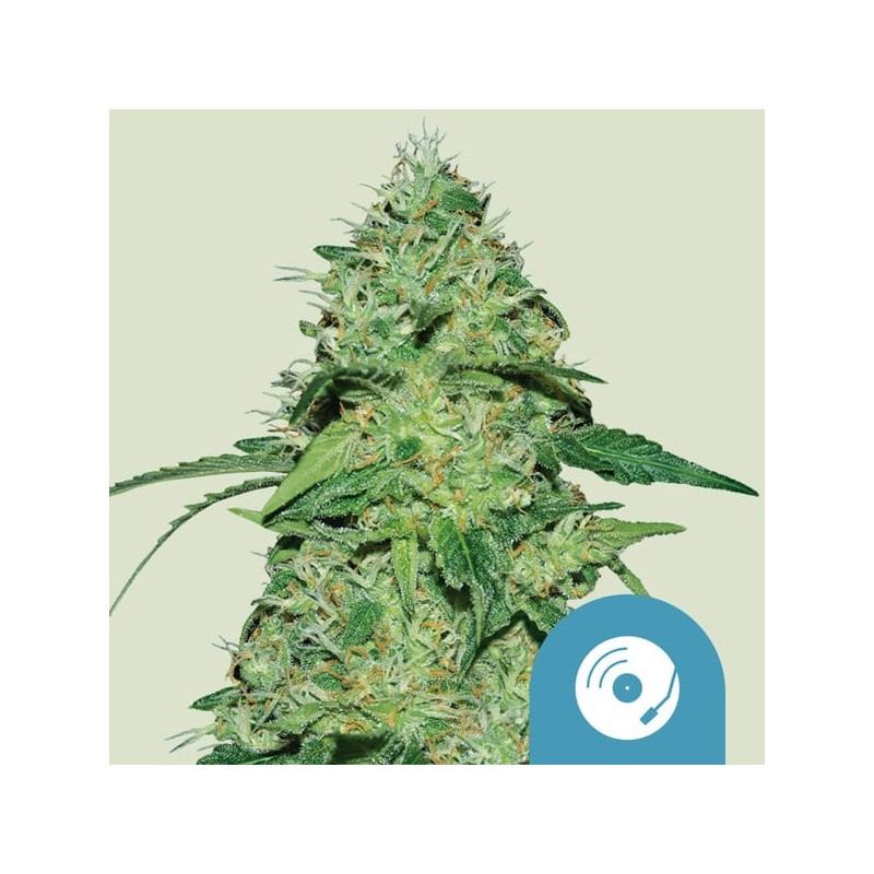 JOANNE'S CBD · Royal Queen Seeds · kenevir tohum · Disi · Fem
