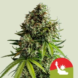 NYC SOUR D AUTO TYSON·  Royal Queen Seeds · kenevir tohum · Disi · AutoFem