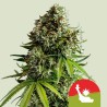 NYC SOUR D AUTO TYSON·  Royal Queen Seeds · kenevir tohum · Disi · AutoFem