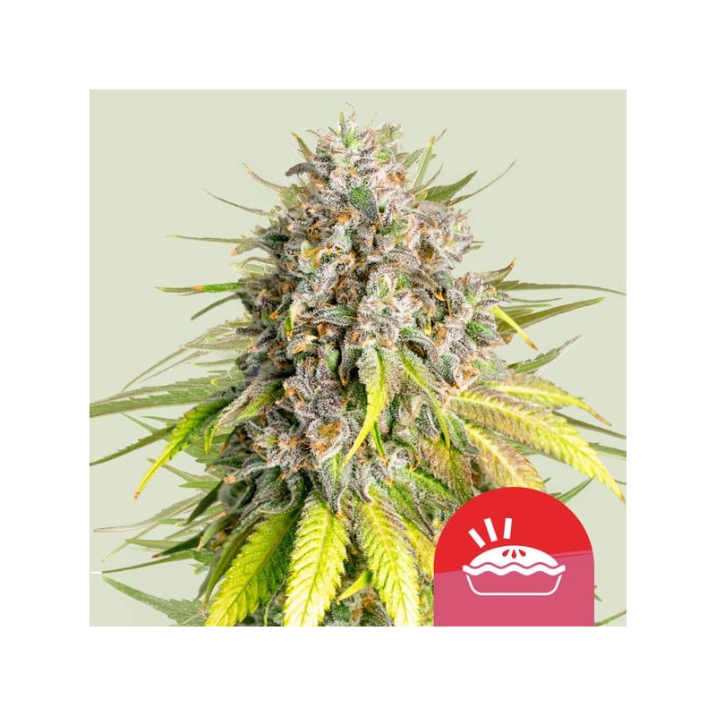 PUNCH PIE TYSON · Royal Queen Seeds · cannabis seeds · Fem
