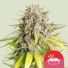 PUNCH PIE TYSON · Royal Queen Seeds · cannabis seeds · Fem