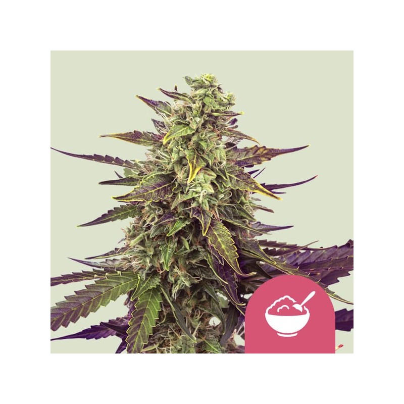 CEREAL MILK · Royal Queen Seeds · kenevir tohum · Disi · Fem