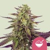CEREAL MILK · Royal Queen Seeds · kenevir tohum · Disi · Fem