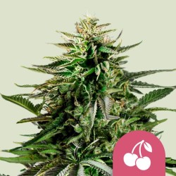 CHERRY PIE · Royal Queen Seeds · kenevir tohum · Disi · Fem