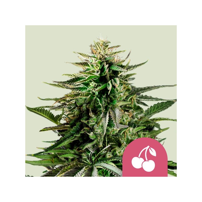 CHERRY PIE · Royal Queen Seeds · kenevir tohum · Disi · Fem