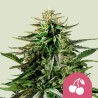CHERRY PIE · Royal Queen Seeds · kenevir tohum · Disi · Fem