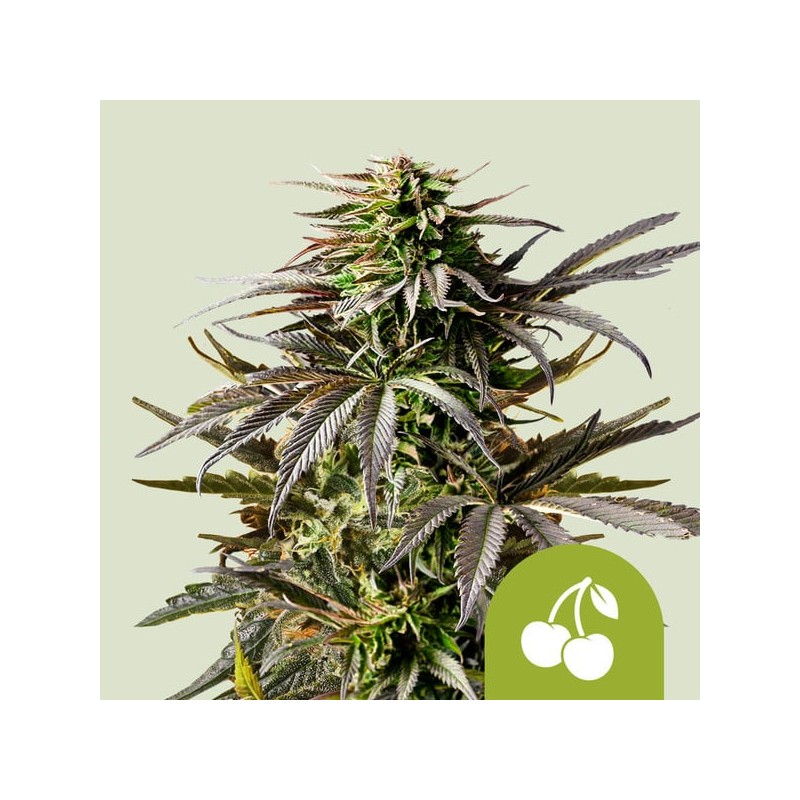 CHERRY PIE AUTO · Royal Queen Seeds · cannabis seeds · AutoFem