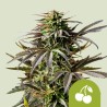 CHERRY PIE AUTO · Royal Queen Seeds · cannabis seeds · AutoFem