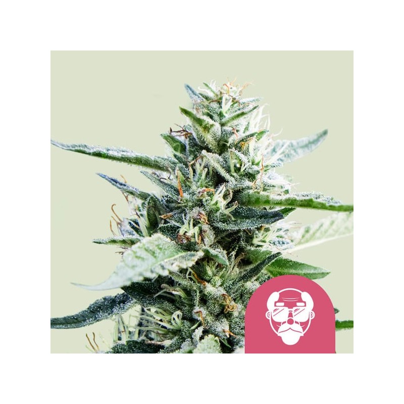 GRANDDADDY PURPLE · Royal Queen Seeds · kenevir tohum · Disi · Fem