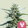 GRANDDADDY PURPLE · Royal Queen Seeds · cannabis seeds · Fem