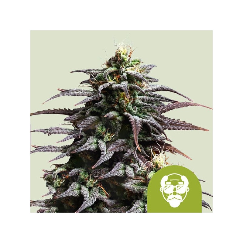 GRANDDADDY PURPLE AUTO ·  Royal Queen Seeds · kenevir tohum · Disi · AutoFem