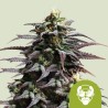 GRANDDADDY PURPLE AUTO ·  Royal Queen Seeds · kenevir tohum · Disi · AutoFem